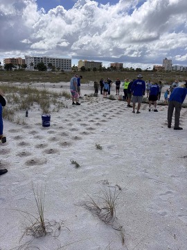 Volunteers planting sea oats on the beach