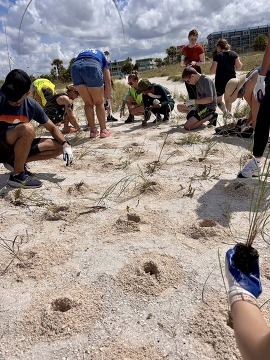 Volunteers planting sea oats on the beach