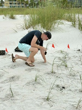 Volunteer planting sea oats on the beach