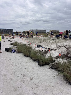 Volunteers planting sea oats on the beach