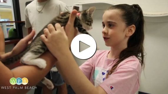 Adopt a Pet at Peggy Adams Animal Rescue League WPBTV YouTube Video