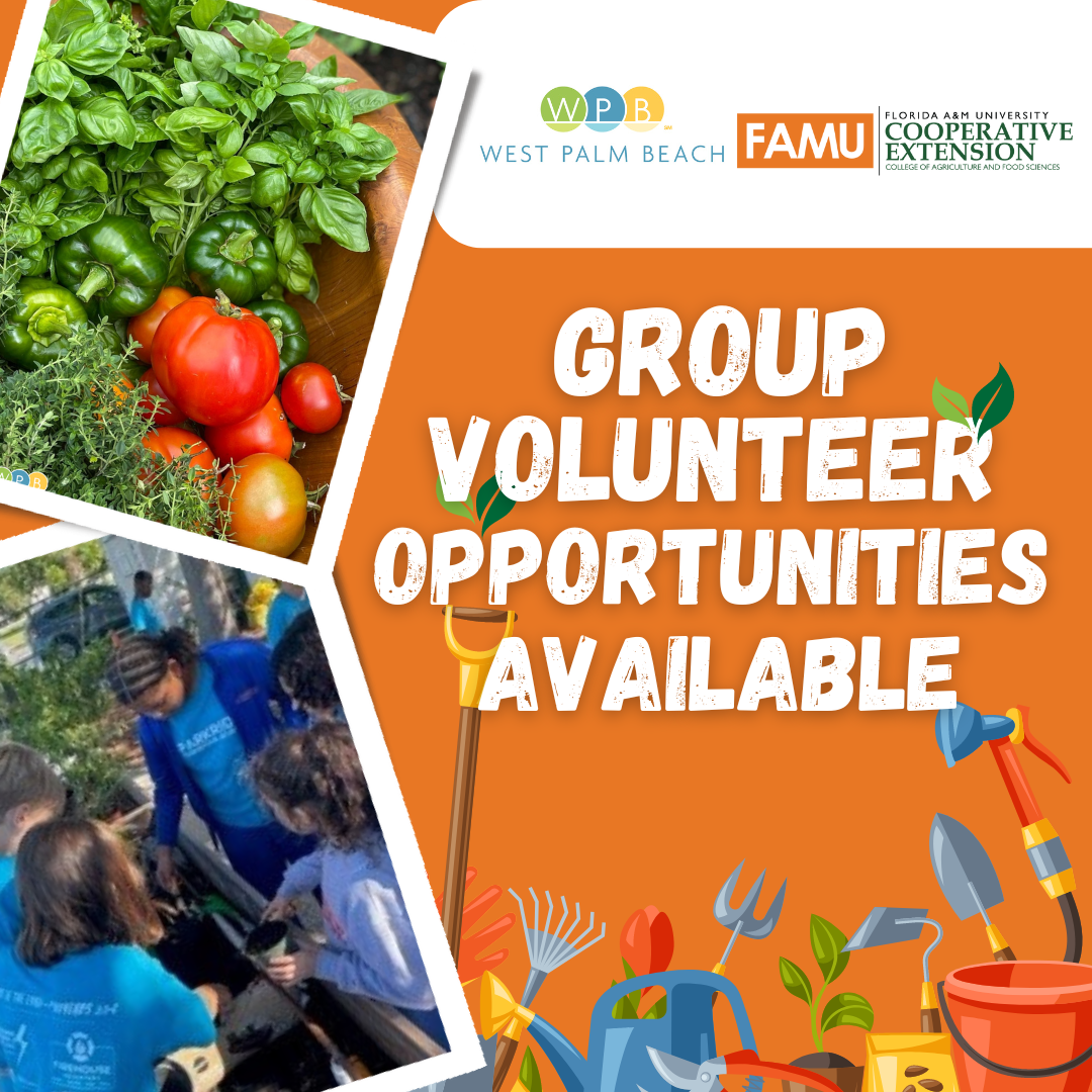 FAMU Group Volunteer Opportunities available