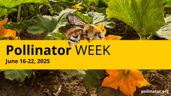 2025 Pollinator Week Banner