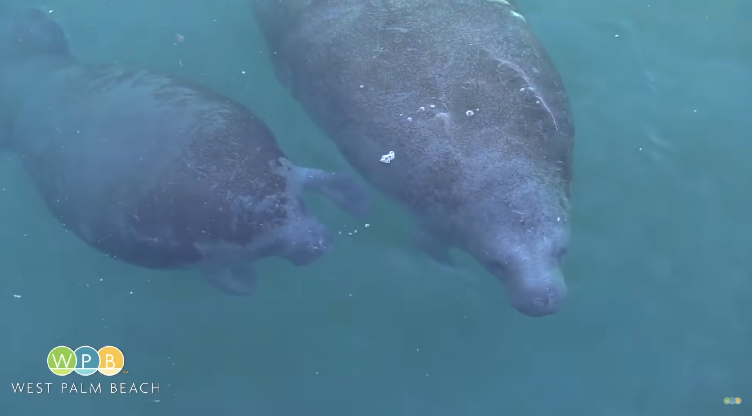 Watch the Manatee Lagoon video now!