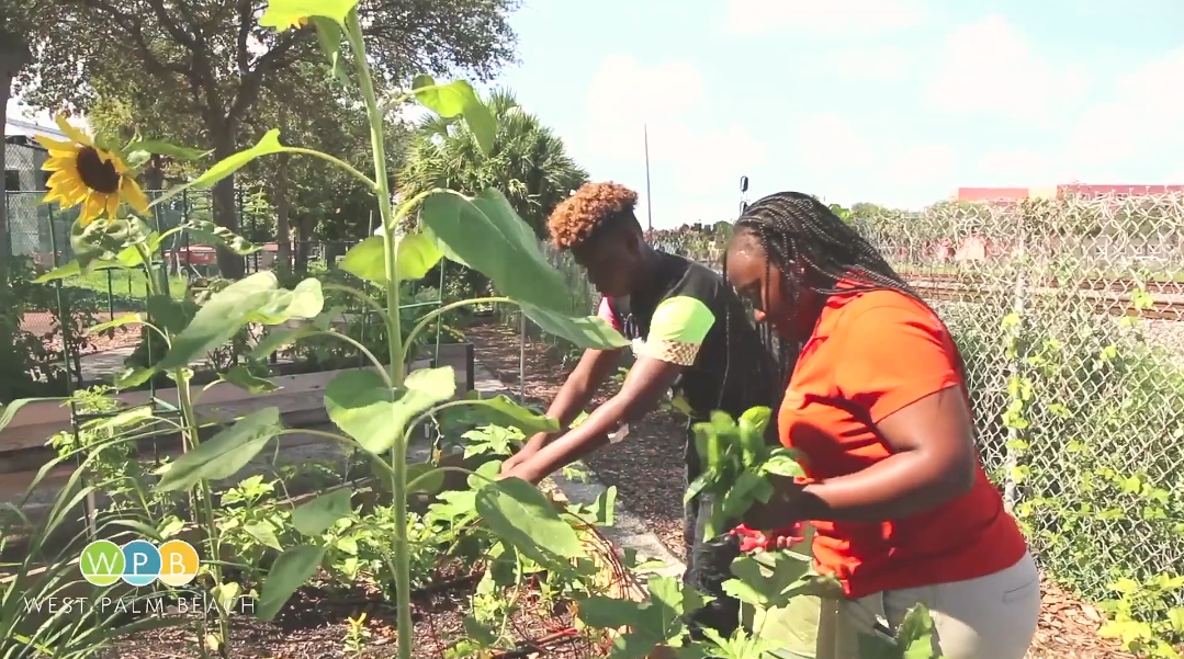 WPB Community Gardens Looking for Volunteers!