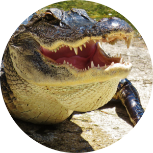 Alligator icon