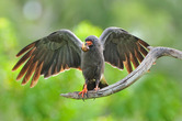 Snail Kite