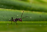 Ant photo GWP