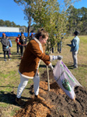 A community volunteer helps give newly planted trees a good start in Chatham County tree-planting event