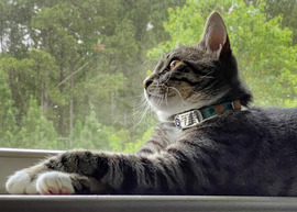 Pets should wear tagged collars with owner's contact info, vax status and other info for safety