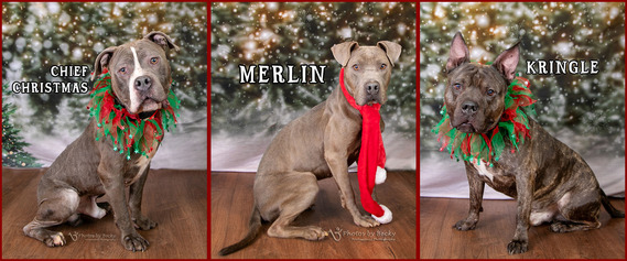 holiday doggies available for adoption