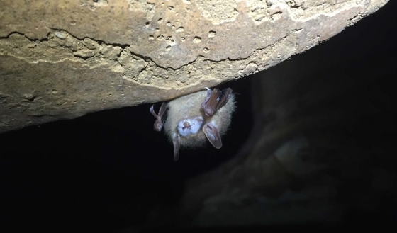 Bat with white-nose