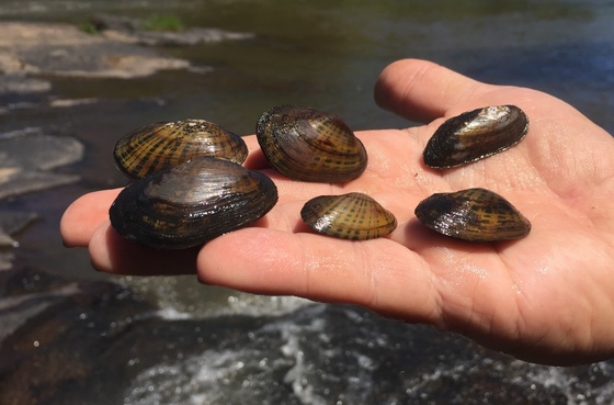 Alcovy River mussels