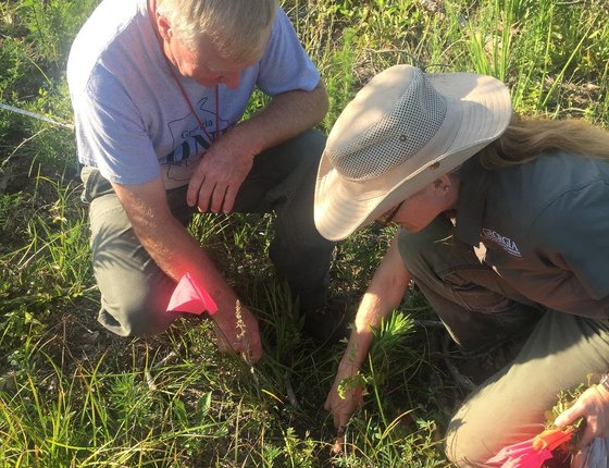 DNR's Hal Massie and Lisa Kruse monitor blackbland prairie restoration