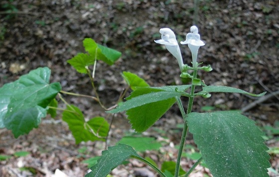 Large-flowered skullcap in Whitfield County