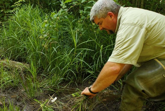 Biologist Thomas Floyd checks bog turtle live trap