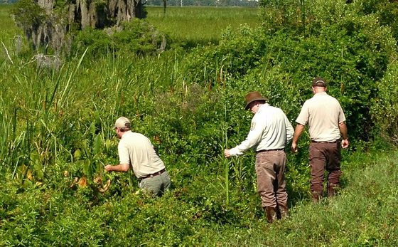 Jacob Thompson, from left, and Fish and Wildlife Service's Chuck Hayes and Billy Harris search for the plant. (April Punsalan/USFWS) 