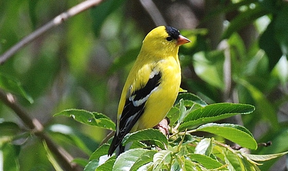 Male American goldfinch (Terry W. Johnson)
