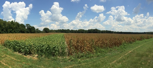 Dove Field