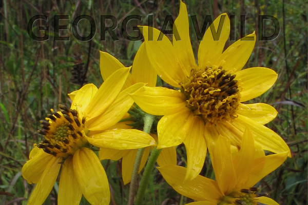 Georgia Wild masthead: whorled sunflower (Alan Cressler)