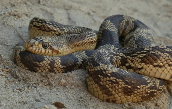 Hatchling Florida pine snake