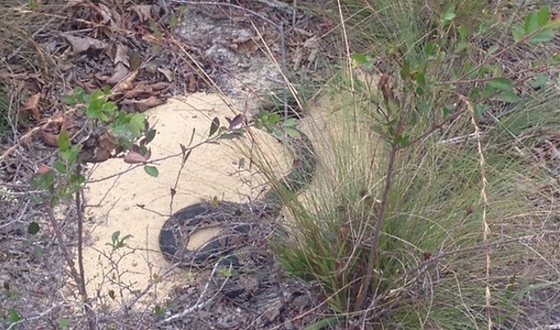 Florida pine snake hunting mice (Matt Moore)