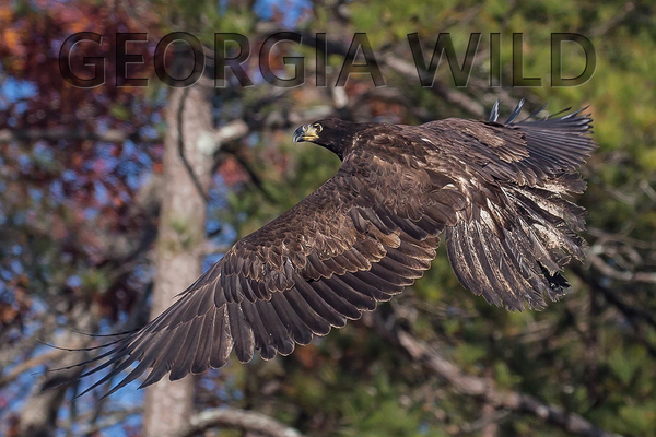 GaWild masthead: released eagle (Gena Flanigan)