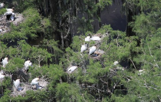 Wood stork nest colony