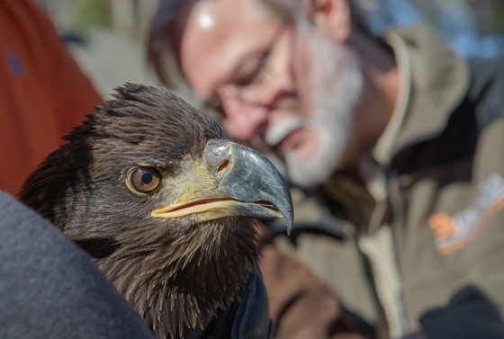 Banding eagle before release (Gena Flanigan)