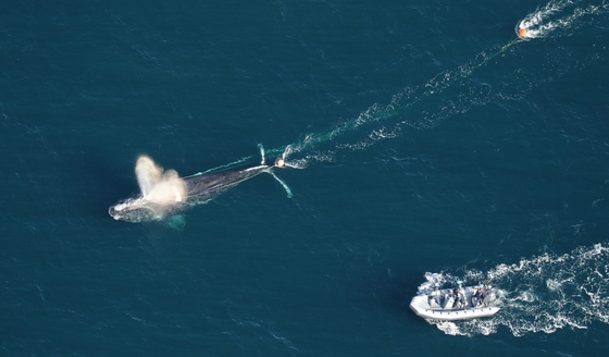 Right whale disentanglement (FWC under NOAA Permit 15488)