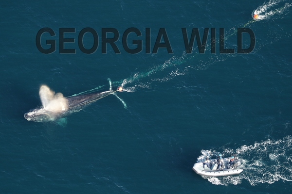 GaWild masthead: right whale rescue