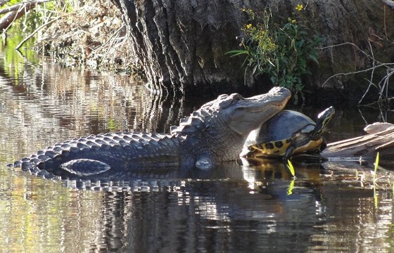 Alligator and cooter. Dr. Judith C. Scarl