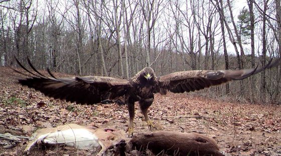 Golden eagle at USFS bait pile (USFS)