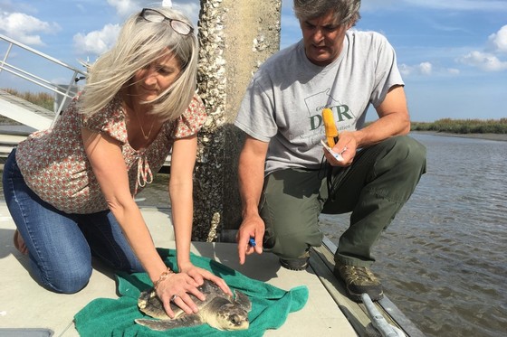 Assessing Kemp's ridley sea turtle
