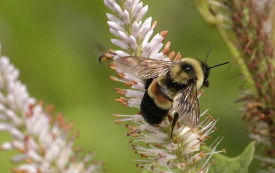 Rusty-patched bumblebee (Susan Day/UW-Madison Arboretum)