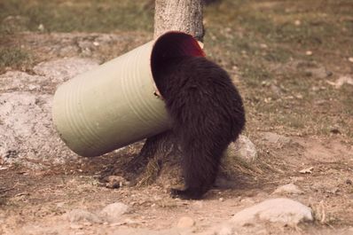 Bear TrashCan