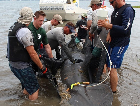 Releasing manatee (Sea to Shore Alliance/USFWS research permit MA37808A)