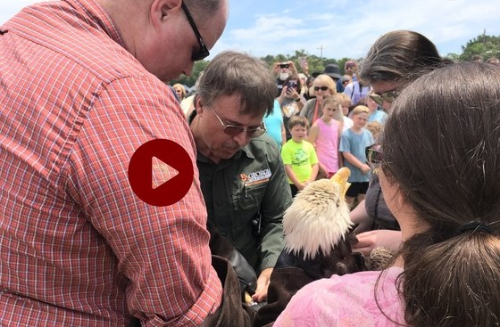 Banding eagle before release (Cody Langford/DNR)