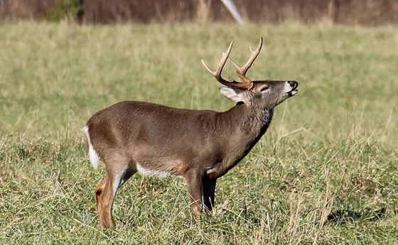 White-tailed buck (Steve Kyles/DNR)