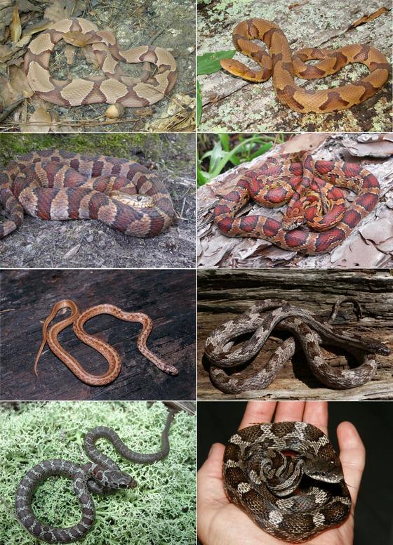 Copperheads and "look-alikes"