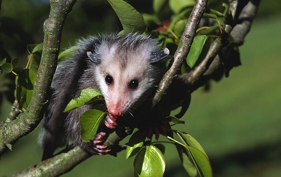 Young opossum