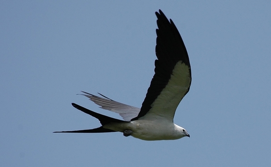 Swallow-tailed kite