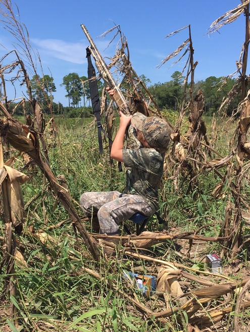 dove hunting