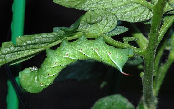 Tomato hornworm, larva of a sphinx moth (Terry W. Johnson) By TERRY W. JOHNSON