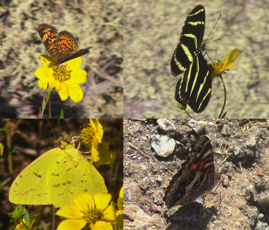 L to R (Top to Bottom)- Pearl Crescent (P. tharos), Zebra Longwing (H. charithonia), Cloudless Sulphur (Phoebis sennae), American Lady (V. virginiensi
