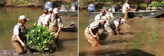 Aquatic planting demo at Sinclair