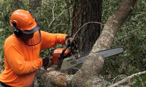 Clearing debris on Ossabaw