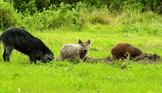 Feral swine