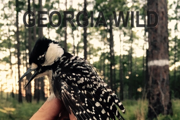 Georgia Wild masthead: red-cockaded woodpecker