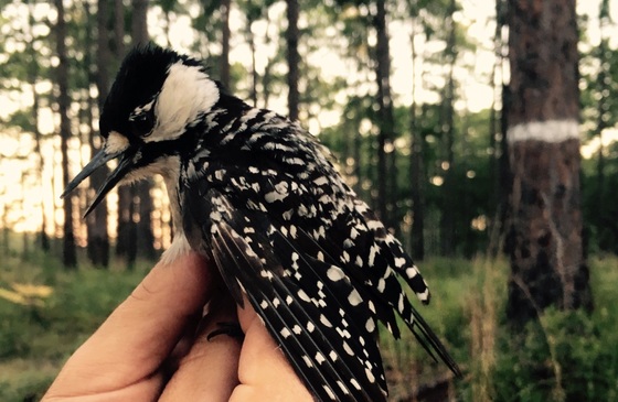 Red-cockaded woodpecker translocated to River Creek